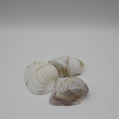 Nylon schelp