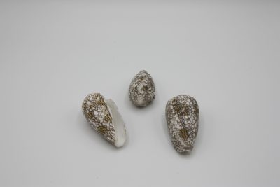 Conus Textile
