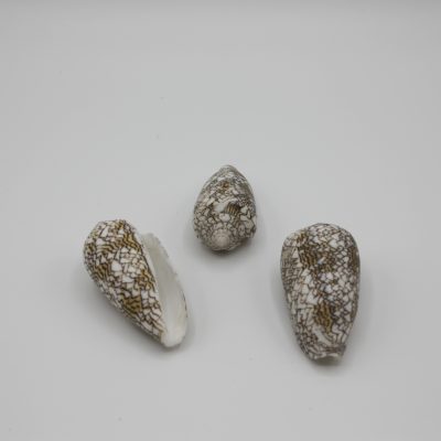 Conus Textile