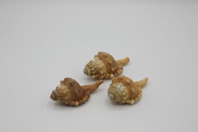 Cymatium Pyrum