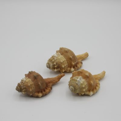 Cymatium Pyrum