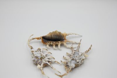 Lambis Scorpio