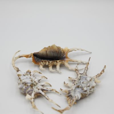 Lambis Scorpio