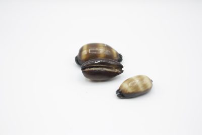 Cypraea Talpa