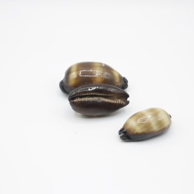 Cypraea Talpa