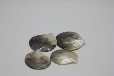 Blacklip Mossel
