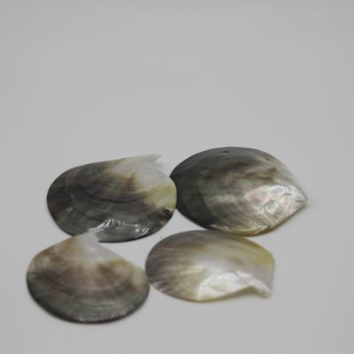 Blacklip Mossel