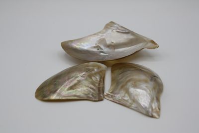 Brownlip Clam