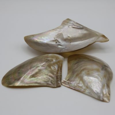 Brownlip Clam