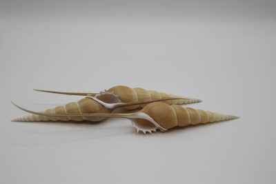Fusius Tibia