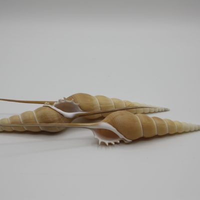 Fusius Tibia