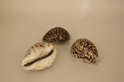 Cypraea Tigris