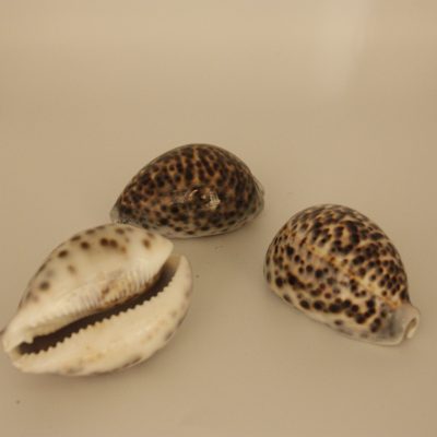 Cypraea Tigris