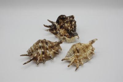 LambisLambis Tiger