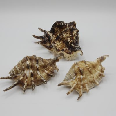 LambisLambis Tiger